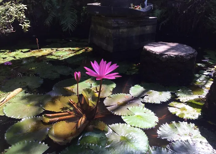 Danu * Ubud (Bali)